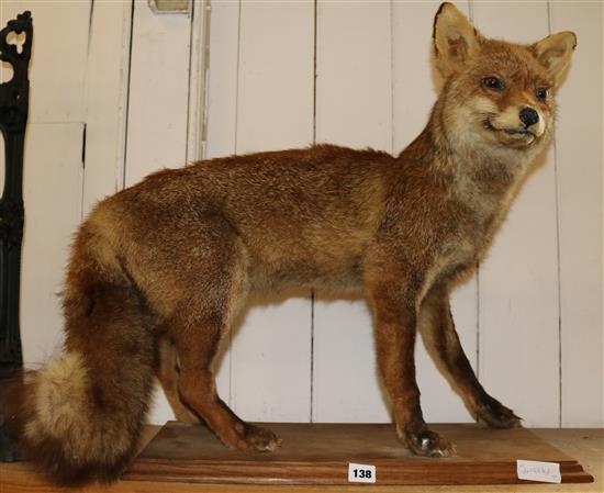 Taxidermy fox